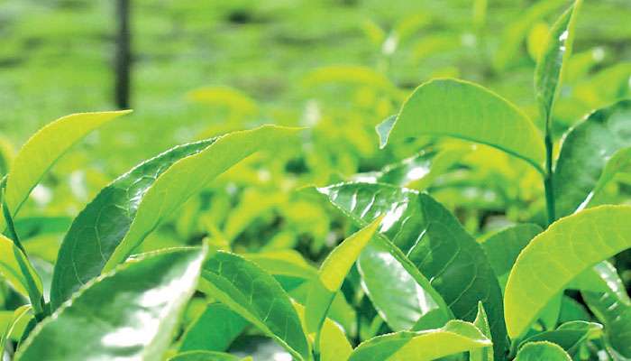 Mixed bag in Oct. for national sales average of tea