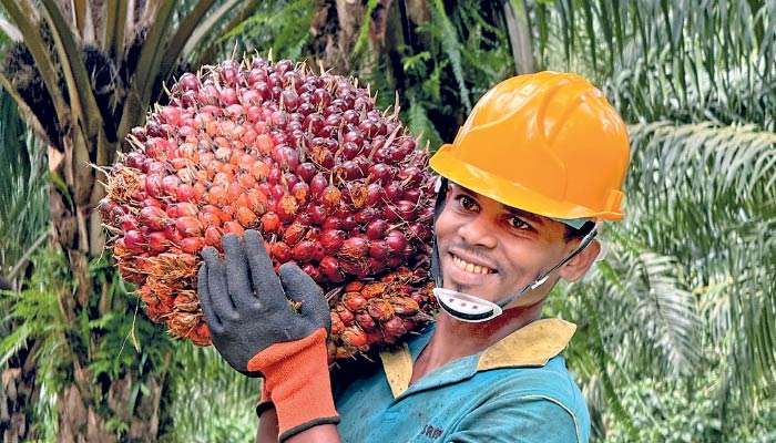 Smallholders locked out, imports locked in: The case to end Palm Oil ban