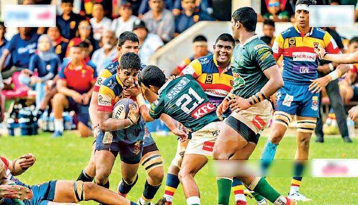 Lions maul Isipathana