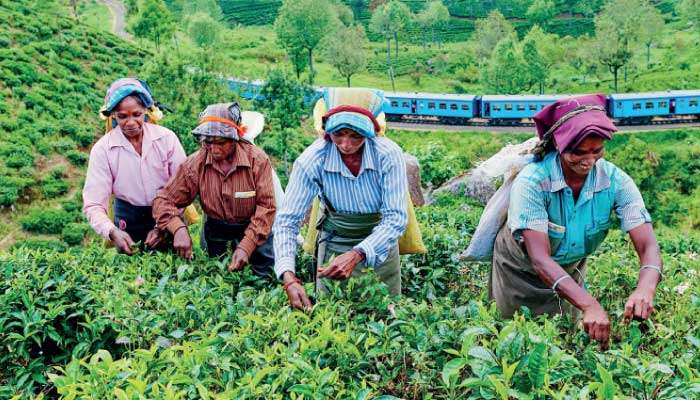 Tea output slips in Nov.; cumulative crop still ahead in 2025