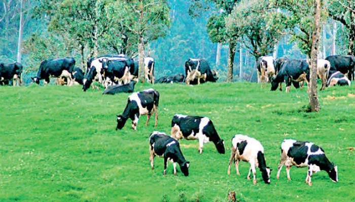 Sri Lanka, Brazil move to strengthen dairy sector cooperation