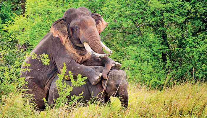 Vanishing giants: Why Sri Lanka must protect its last wild tuskers — before it’s too late