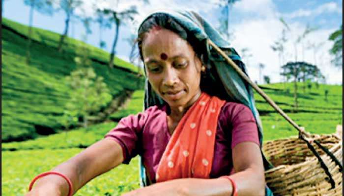 Tea exports fall 5% as Middle East disruption hits key markets