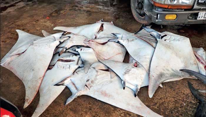 From depths of the ocean  to fish market: Silent struggle for manta and devil rays
