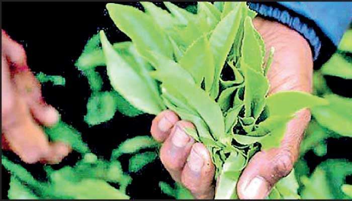 Tea crop sees surge in September, marginal growth for first nine months of 2024