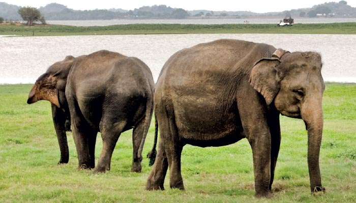 Sri Lanka’s elephants in peril and the fight for survival