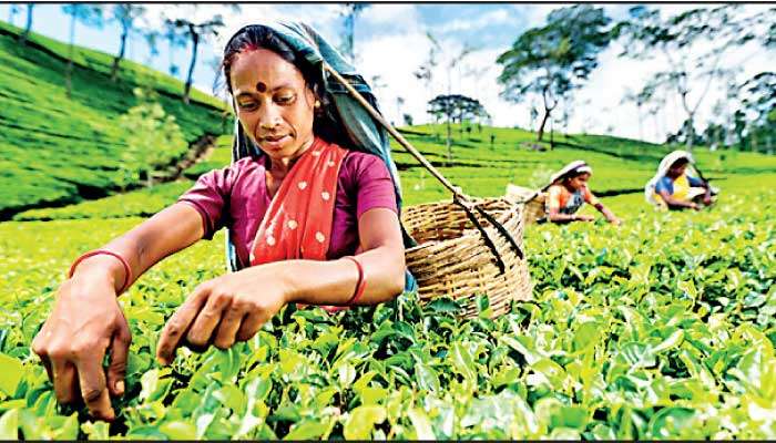 Tea exports rise in April