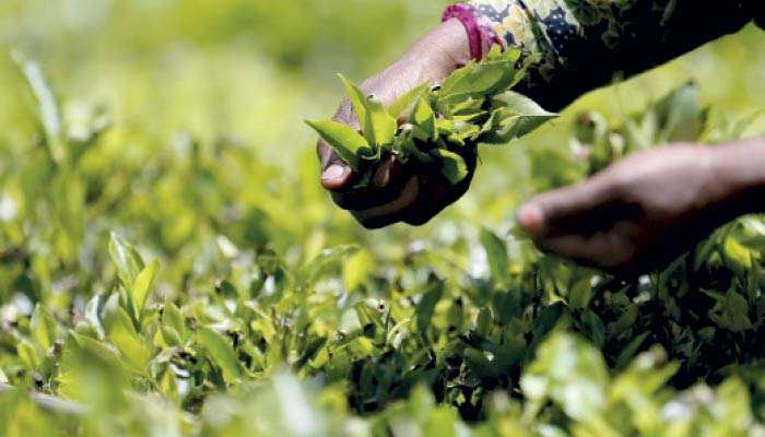 Tea crop falls in August, YTD production up