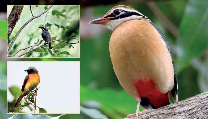 Preventing disasters through greenery: The story behind Avian Arcadia