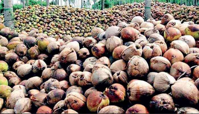 CCB targets higher coconut output in 2026 amid concerns over leaf blight