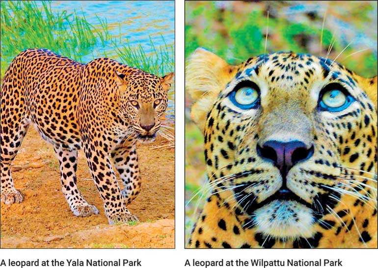 Can the leopard help position Sri Lankan tourism? | Daily FT