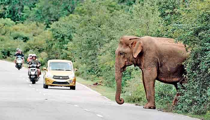 Mitigating human-elephant conflict in Sri Lanka