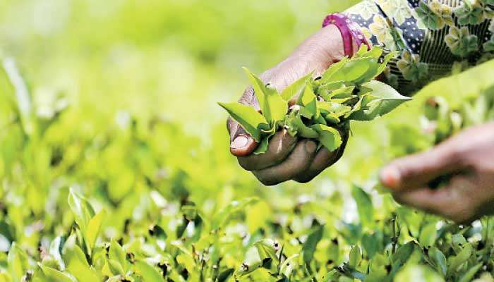Tea exports top $ 1.5 b in 2025 despite price pressures
