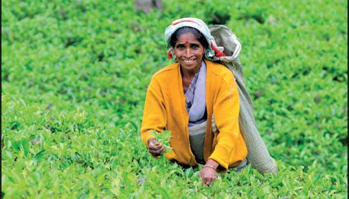 Mideast war takes toll on tea, March exports down 16% YoY