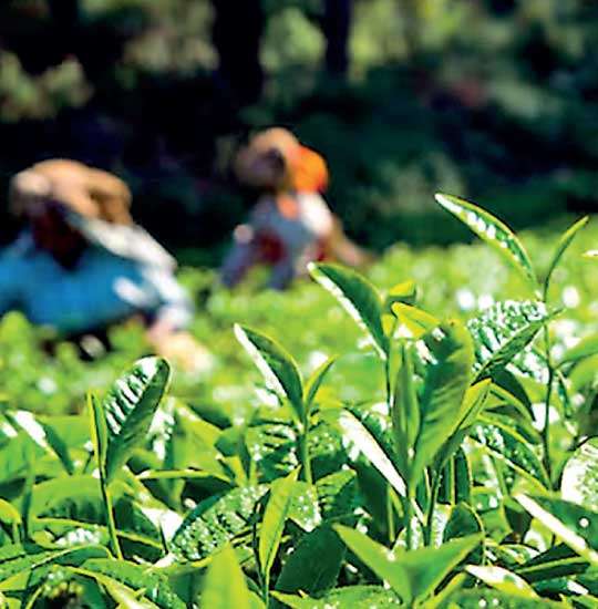 Ceylon tea losing up to $ 15 m a week due to Mideast crisis