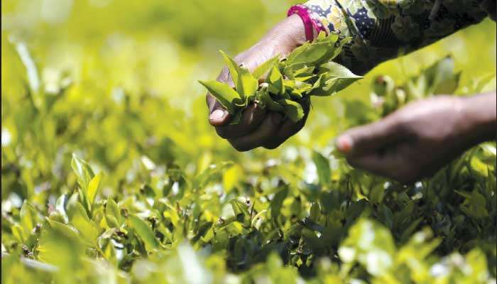 Tea crop up in May but YTD figure lags