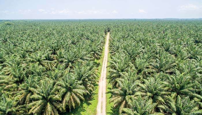 Agronomic realities vs. public discourse: Evaluating soil, nutrient, and land-use impacts of oil palm
