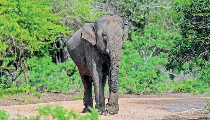 The future of the Sri Lankan Elephant