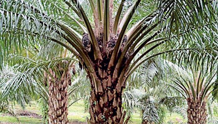 Losing millions in silence: Why Sri Lanka must lift Palm Oil ban now