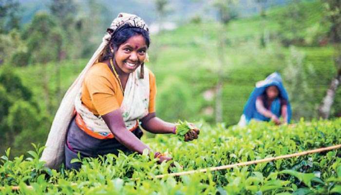 Planters seek urgent response to stabilise tea production, key export markets