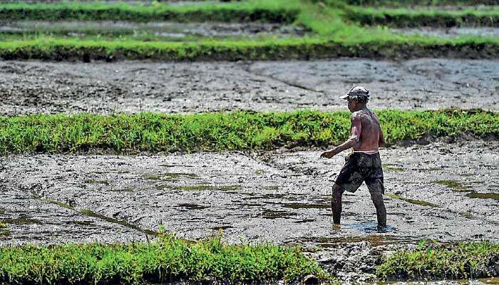 Rewarding the harvest: Why Sri Lanka must shift from input subsidies to output incentives