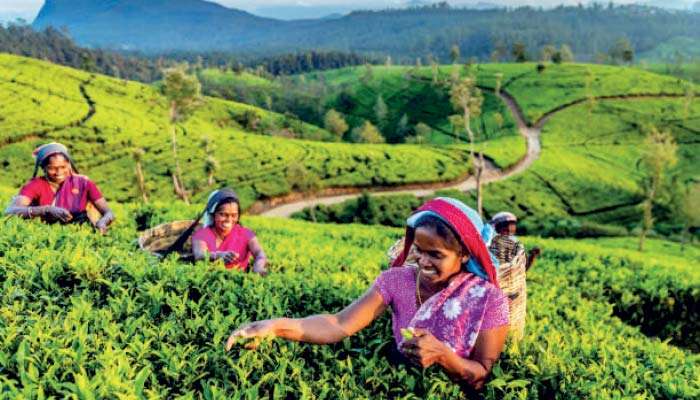Tea exports dip 5% in August