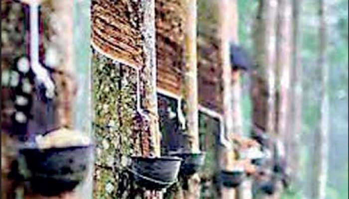 GIS-based rubber land mapping to meet EUDR rules