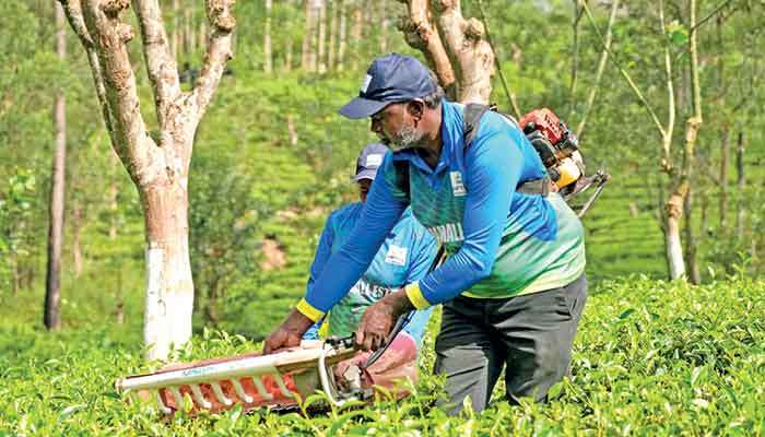 Labour shortages are pushing plantation companies towards machines, data and different kind of worker