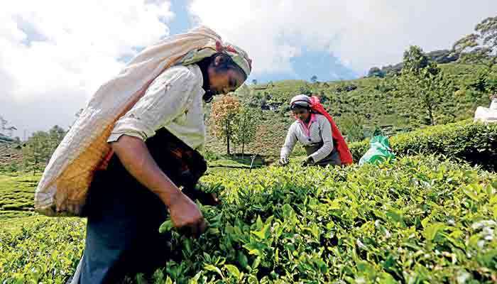 Tea output edges up in 2025 despite weather shocks, fertiliser constraints