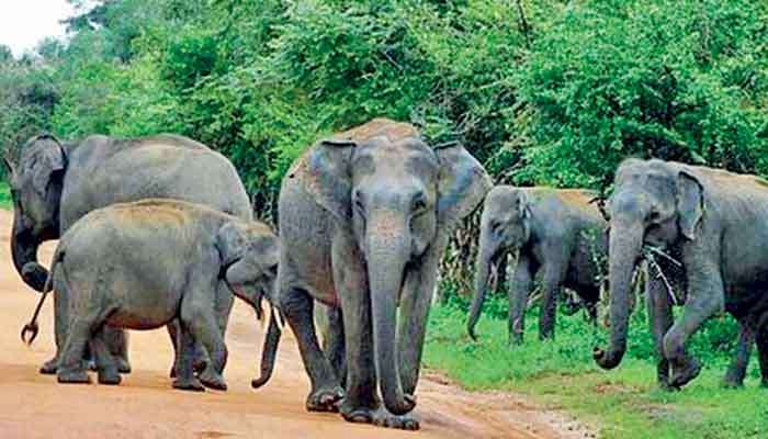 Govt. to establish multi-stakeholder committees to tackle human-elephant conflict, elephant conservation