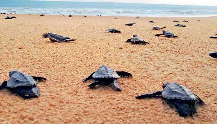Vis Ta Vie: Luxury boutique hotel contributing to turtle conservation efforts in Sri Lanka