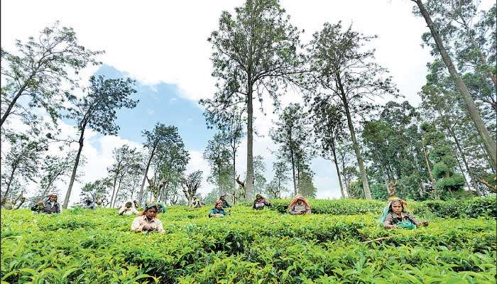 Jetwing expands organic tea footprint 