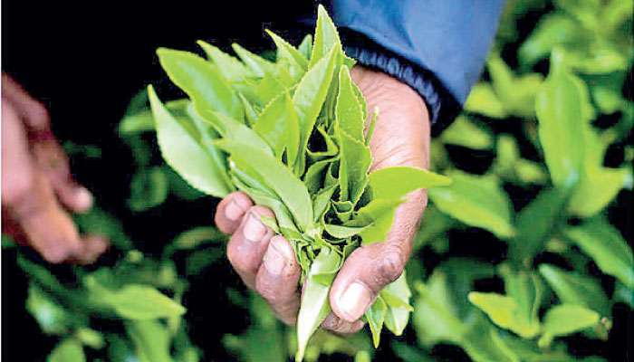 April tea crop reaches five-year high
