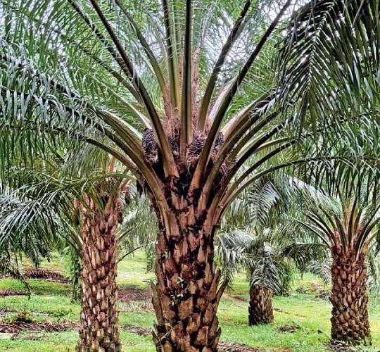 PA renews socio-economic push to reinstate palm oils