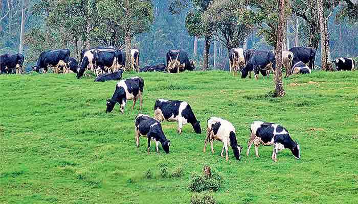 A glass half empty:  Why our dairy story needs a different ending