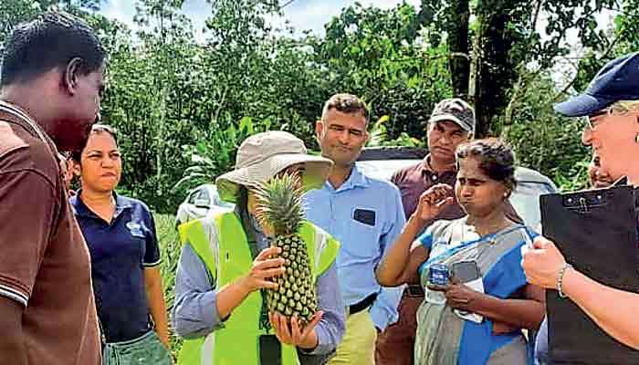 Sri Lanka ships first ever container of pineapples to Pakistan