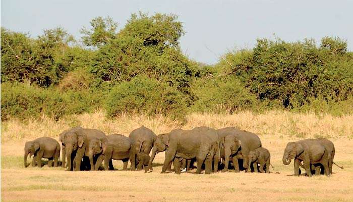 WNPS restores ‘Great Elephant Gathering of Minneriya’