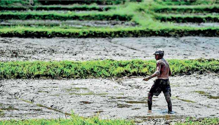 Weathering the storm: El Niño and need for free markets in climate-resilient agriculture