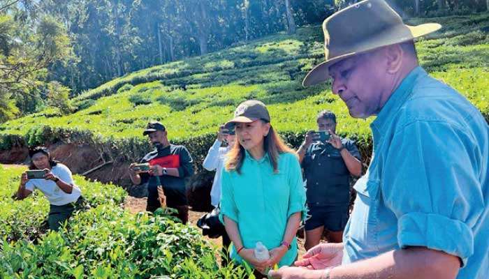 US Ambassador visits Hayleys Plantations’ Pedro Tea Estate