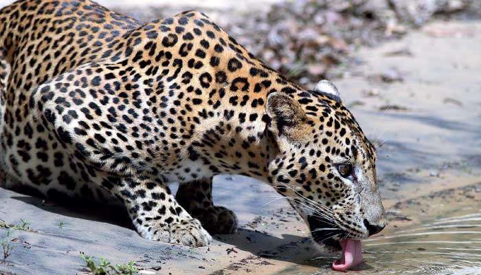 Managing Yala for a better experience by thinking beyond Leopards