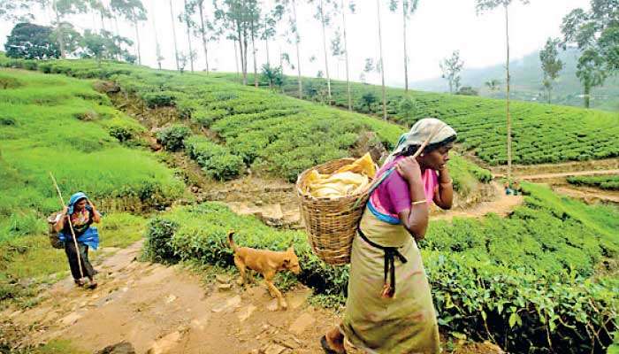 Tea industry stands strong as CTTA confirms swift return to normal operations