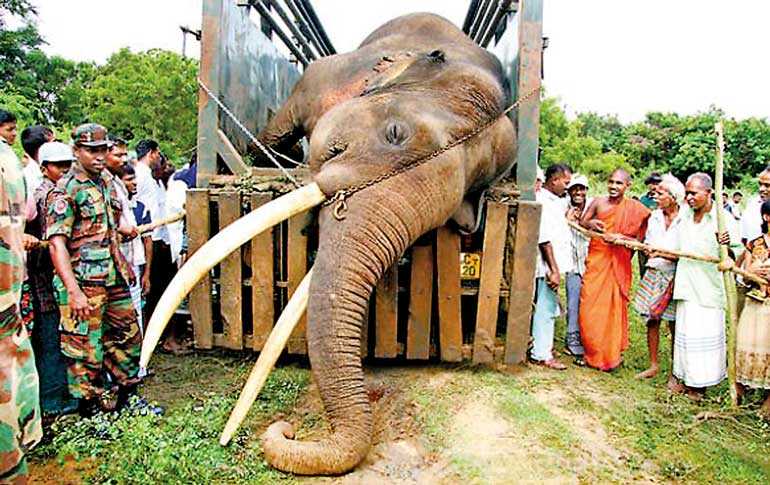 Самый тяжелый слон. Слон Йоси. Гигантский слон. Самый большой слон. Слоны с большими бивнями.