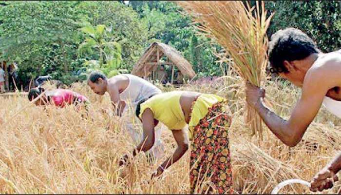 More funds for 2025 Yala paddy purchases