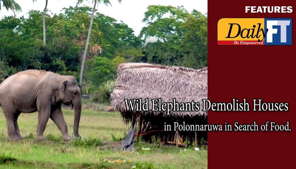 Wild elephants demolish houses in Polonnaruwa in search of food | Daily FT