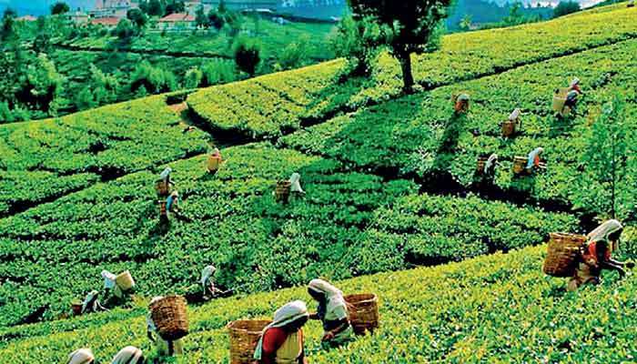 Tea export volume up 7% YoY in January; average FOB up 5.6%
