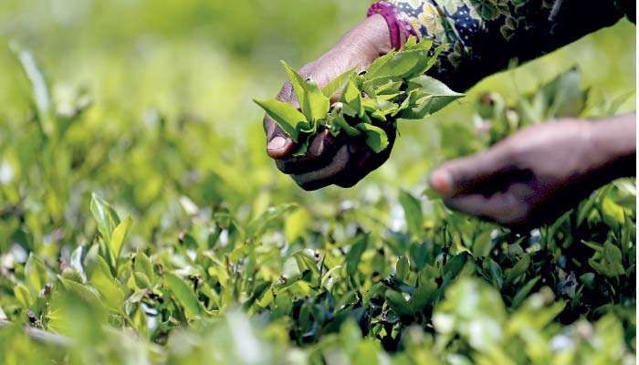 Social justice needs to accompany plantation sector reform