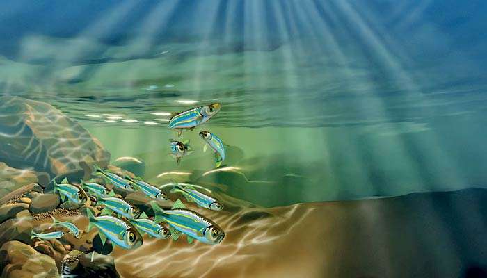 NTB WNPS lecture today to put spotlight on freshwater fishes