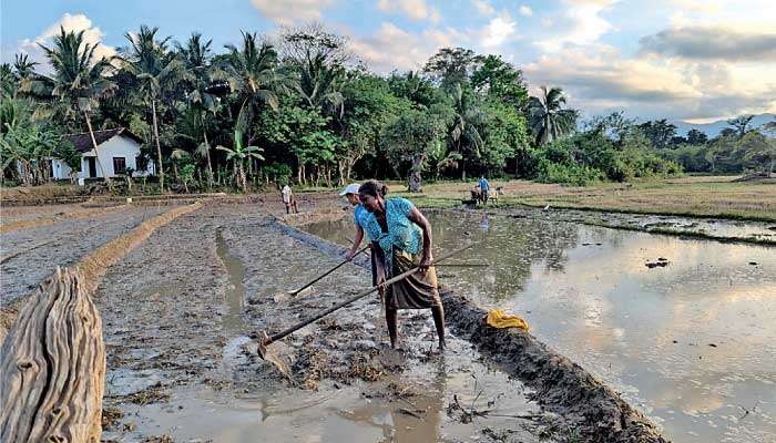 Surging fertiliser, fuel prices leave farmers in crisis