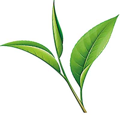 tea_leaf_sm