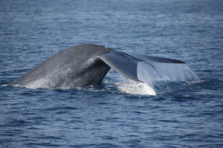 100-Blue-Whale-(c)-Gehan-de-Silva-Wijeyeratne-YE0M3857-2008-04-04-Miriss..